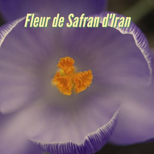 flor de açafrão - Arnaud Vanille - açafrão do Irã